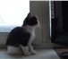 Foto в Домашние животные Отдам даром Прелестные кошечки, есть черная, есть черно-белая. в Перми 0