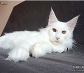Продам котят породы Мейн-кун 1417202 Мейн-кун фото в Казани