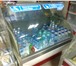 Фото в Электроника и техника Холодильники Размер выкладки 60 смРазмер температуры 0 в Челябинске 25 000