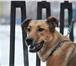 Собака отдается бесплатно в хорошие руки 4387229 Русско-европейская лайка фото в Москве