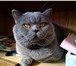 Foto в Домашние животные Услуги для животных Красивый шотландский кот с опытом ждет на в Москве 2 000