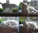 Foto в Домашние животные Вязка Белоснежный, опытный кот породы скоттиш-страйт, в Нижнем Новгороде 1 500