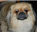 Foto в Домашние животные Вязка собак Симпотичный пекинес ищет подружку для вязки. в Хабаровске 0