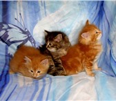 Изображение в Домашние животные Отдам даром Очень милые сибирские котята пушистики, возраст в Москве 0