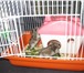 Фотография в Домашние животные Грызуны молодые хомячки маленькие джунгарики с клеткой в Комсомольск-на-Амуре 600