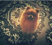 Изображение в Домашние животные Вязка собак Милый померанец ищет себе подругу для вязки, в Валуйки 5 000