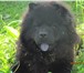 Фото в Домашние животные Вязка собак Девочка,чёрный окрас,год и 10,ищет жениха в Томске 0