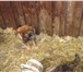 Foto в Домашние животные Отдам даром Приют солнышко. отдадим в добрые руки кошечек в Новосибирске 0