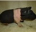 Фото в Домашние животные Грызуны Продам морских свинок скинни, возраст 2 мес., в Прокопьевске 2 000
