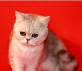 Отдам чудесного прямоухого шотландца 2464626 Скоттиш страйт фото в Москве