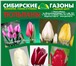 Фотография в Домашние животные Растения Добрый день!

Тюльпаны к 8 марта оптом отличного в Кемерово 20