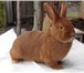 Изображение в Прочее,  разное Разное Продам новозеландских красных кроликов. Самки в Минске 500 000