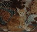 Готовятся к резервированию и продаже очень красивые котята мейн кун от шикарной пары многоплодного 69570  фото в Москве