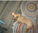 Изображение в Домашние животные Потерянные 6 августа 2010 года в м.Лесозавод пропала в Сыктывкаре 0