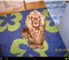Foto в Домашние животные Вязка собак Девочка английский кокер спаниель ищет мальчика в Тольятти 0