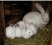 Фотография в Домашние животные Грызуны Продаются кролики от 2-х месяцев порода Фландер в Уфе 500
