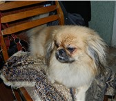 Фотография в Домашние животные Вязка собак Симпотичный пекинес ищет подружку для вязки. в Хабаровске 0