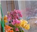 Фотография в Хобби и увлечения Разное Продам укорененные черенки (250р), неукорененные в Магнитогорске 150