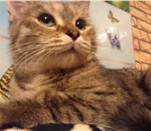 Отдам гладкошёрстную кошечку 3701657 Соукок фото в Екатеринбурге