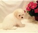Продам щенка Бишон Фризе 4261760 Бишон-фриз фото в Новосибирске