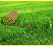 Изображение в Строительство и ремонт Ландшафтный дизайн Рулонный газон 100% мятлик от производителя, в Воронеже 150