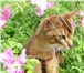 Фотография в Домашние животные Вязка Молодой перспективный абиссинский кот приглашает в Дубна 2 000