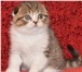 Шотландские вислоухие малыши 1013433 Скоттиш фолд фото в Ярославле