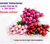 Фото в Домашние животные Растения внимание! каинские тюльпаны! заказывая цветы в Москве 30