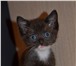 Продаются Шотландские котята по низким ценам! 3507836 Скоттиш фолд короткошерстная фото в Иваново