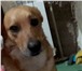 Фотография в Домашние животные Вязка собак Молодой кобелёк 2,5 года ищет собачку (девочку) в Астрахани 0