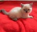 Продаются котята Шотландской породы 162522  фото в Барнауле