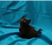 Продам котят- породы манчкин от элитных производителей 161269  фото в Комсомольск-на-Амуре