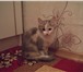 Кошки продам-отдам 263306 Сибирская фото в Москве