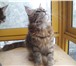 Котята большого размера от родителей чемпионов 2228531 Мейн-кун фото в Москве