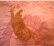Фотография в Домашние животные Вязка Рыжий шотландец (скоттиш-фолд) ищет невесту в Раменское 0
