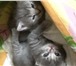Продаю котят породы шотландская вислоухая,  возраст 1 месяц, 155700  фото в Элисте