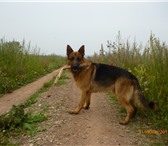 Foto в Домашние животные Вязка собак Очаровательный парень(2,5 года) ,немецкая в Братске 0