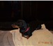 Изображение в Help! Находки в районе ул красноармейская найдена собака в Дзержинске 0