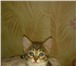 Отдам даром в добрые руки! 3944816 Домашняя кошка фото в Пскове