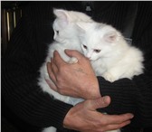 Фотография в  Отдам даром-приму в дар Отдам в добрые руки котят, 2 месяца в Хабаровске 0
