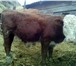 Фотография в Домашние животные Другие животные Реализуем бычков от 1 головы породы Герефорд. в Москве 165