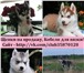 Чистокровные щенки и взрослые собачки хаски 3998706 Сибирский хаски фото в Костроме