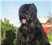Фото в Домашние животные Другие животные Продаются щенки Русского Черного Терьера в Челябинске 20 000