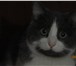 Foto в Домашние животные Отдам даром отдам в хорошие руки кота.к лотку приучен,в в Набережных Челнах 0