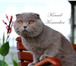 Фотография в Домашние животные Вязка Cкоттиш фолд кот, лилового окраса, импорт в Минске 100