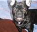 Изображение в Домашние животные Вязка собак симпотичьный кабель французкий бульдог 1г в Тольятти 3 000