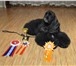 Фото в Домашние животные Вязка собак Вязка.Четырехгодовалый кобель с отличной в Красноярске 5 000