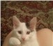 Отдам ласкового котенка в добрые руки 156478  фото в Уфе