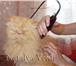 Изображение в Домашние животные Услуги для животных Стрижки кошек без наркоза - сибирских, британских, в Рязани 1 000