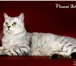 Изображение в Домашние животные Вязка Вязка кошекБольшой Международный чемпион в Москве 0